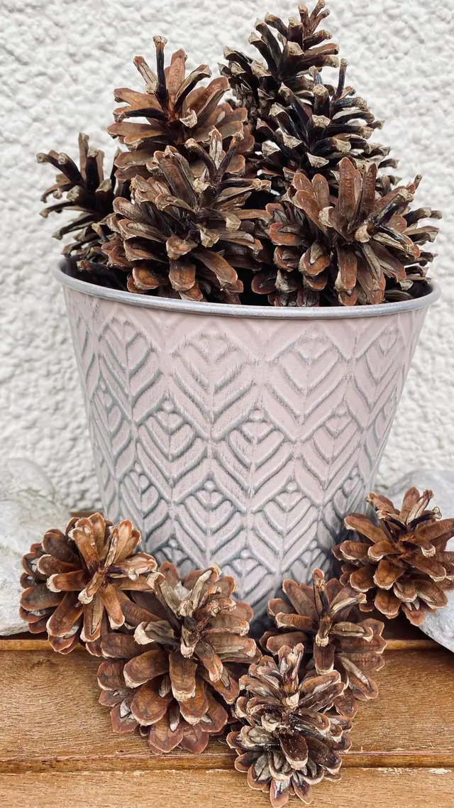 Natural pine cones, 25 pieces, for decoration and crafts. Cones from the Bavarian Forest. Home decoration. Craft idea. For painting. Boho (photo 2)
