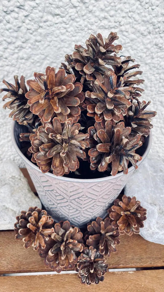 Natural pine cones, 25 pieces, for decoration and crafts. Cones from the Bavarian Forest. Home decoration. Craft idea. For painting. Boho (photo 3)